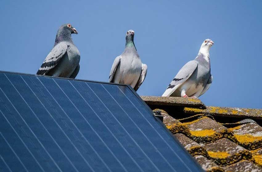  Bird Proofing Your Commercial Premises