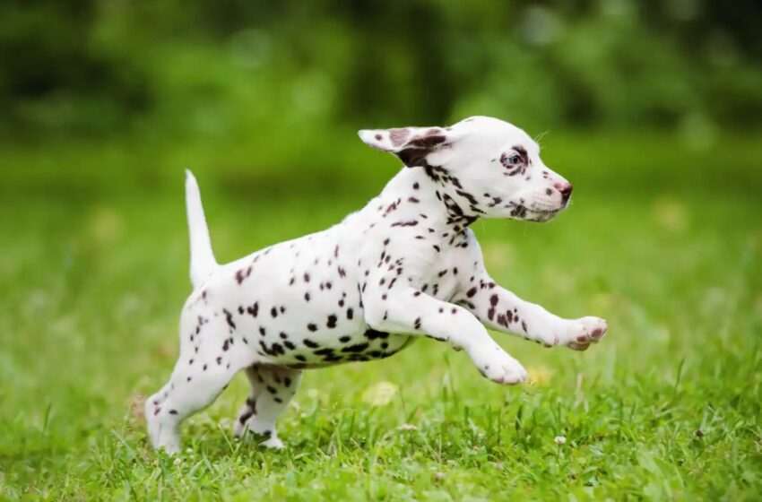  Why Dalmatian Would Be Puppy The Best Dog For Your Family?