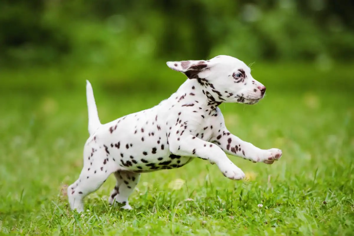 Dalmatian Puppy