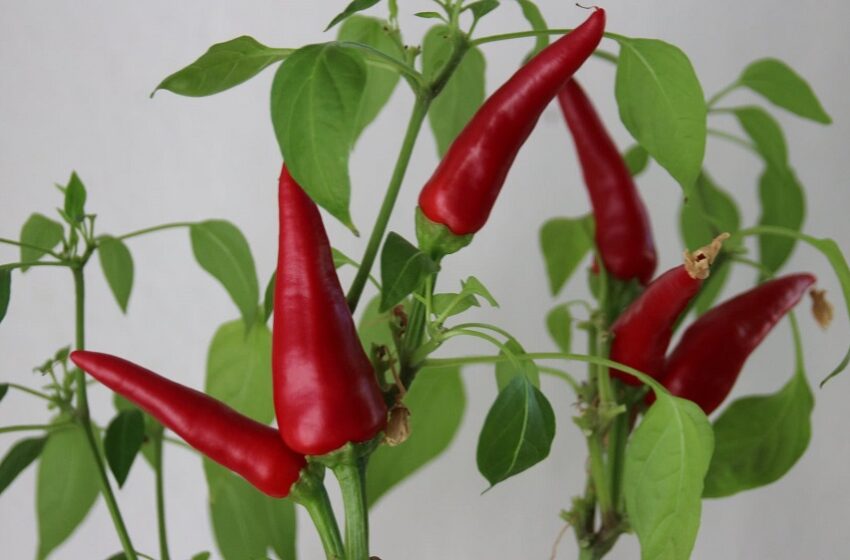  How to Grow Chillies and Store Them Properly?