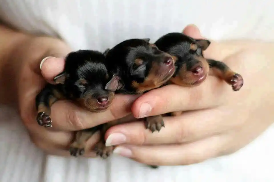 Newborn Rottweiler Puppies