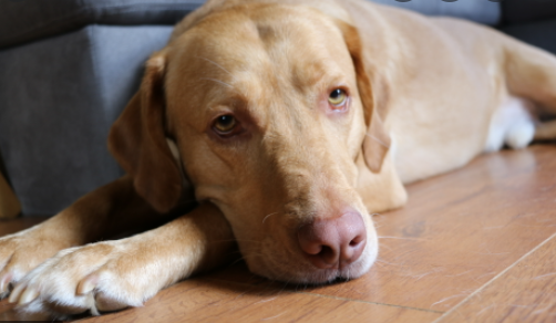  How Rare Is a Dudley Labrador?