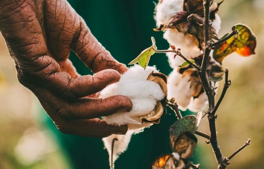  Pact Organic Cotton Clothing: What You Need To Know