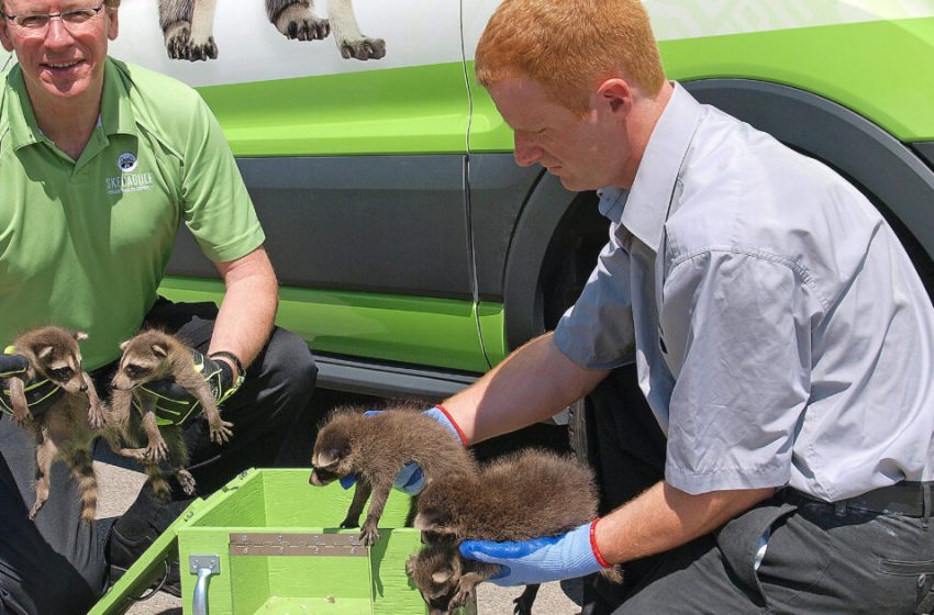  Working As a Wildlife Control Technician