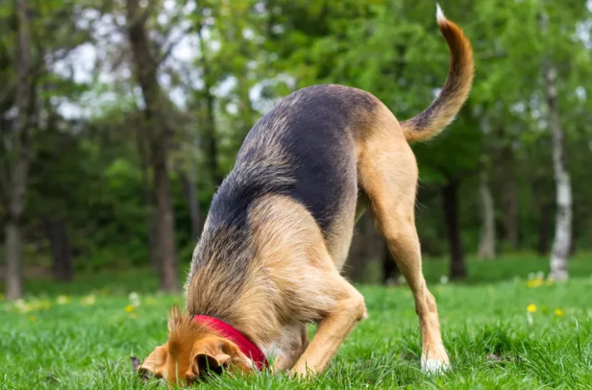  Can You Bury Your Dog In Your Backyard?