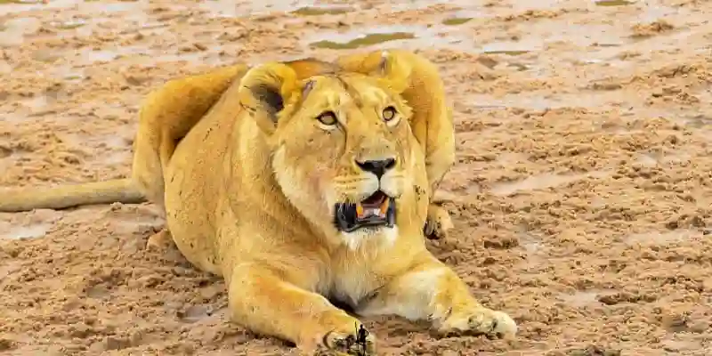 Amboseli safari