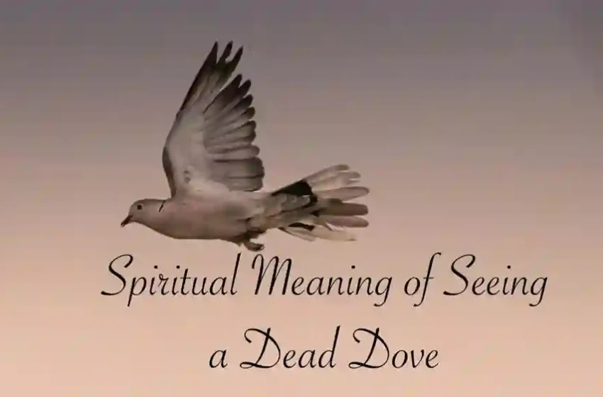  Dead dove meaning: Symbolism and Context Analysis