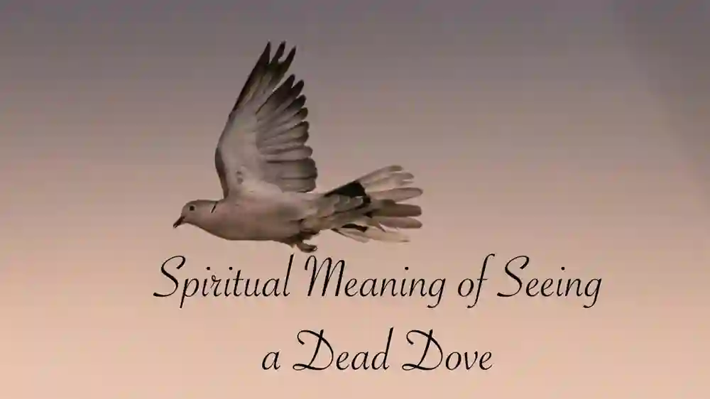 Dead dove meaning